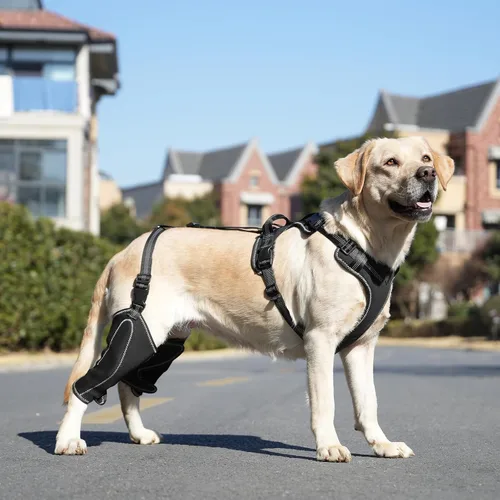 Miniatura 6 de Soporte de cadera para perro para rehabilitación muscular con cuerda de tracción, diseño ajustable de cuatro extremidades para aliviar el dolor