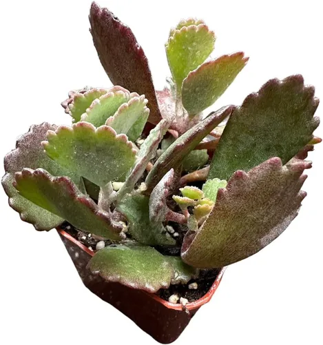 Miniatura 7 de Plantas de Cactus y Suculentas Vivas (Maceta de 5 cm Oscularia deltoides 'Planta de Hielo Rosa')