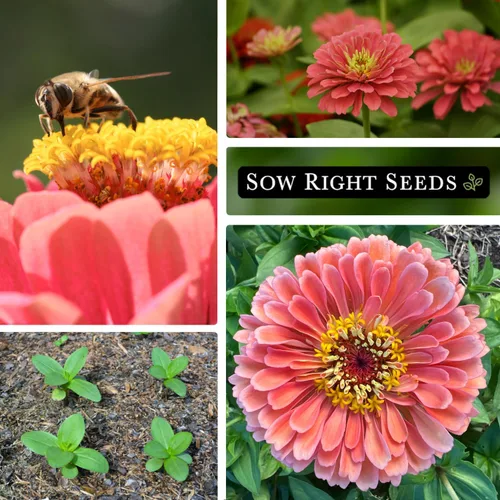 Miniatura 4 de Sow Right Seeds - Semillas de zinnia Salmon Queen para plantar - Paquete de reliquia sin OMG para plantar y cultivar un jardín de flores en el hogar