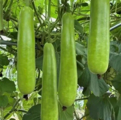 15 semillas de calabaza de botella larga sin OMG, semillas de calabaza de calabash para plantar