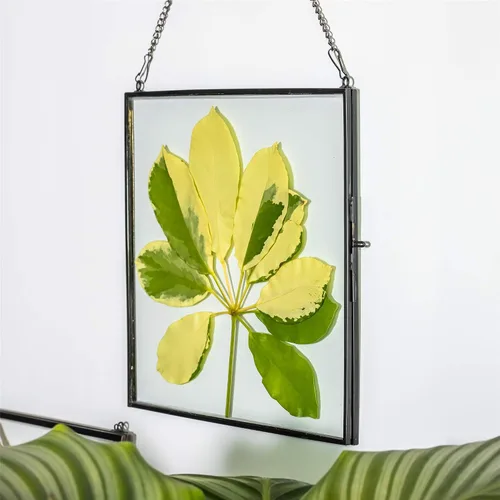 Miniatura 3 de NCYP Marco flotante de vidrio colgante para flores secas prensadas, fotos, imágenes, especímenes de plantas pequeñas, 8 x 8 pulgadas, negro