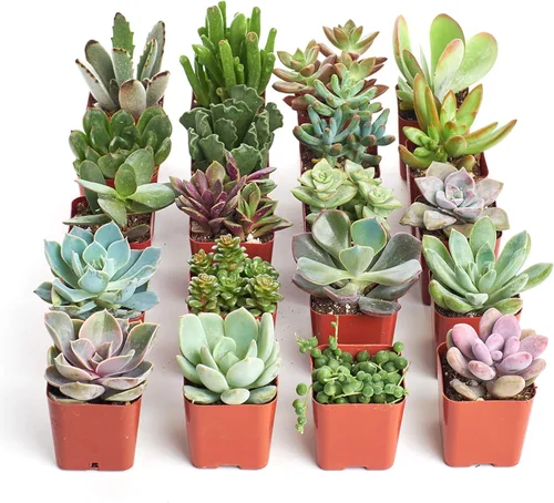 Shop Succulents Colección única de plantas suculentas, mini plantas suculentas vivas, bajo mantenimiento, colores y texturas excepcionales,