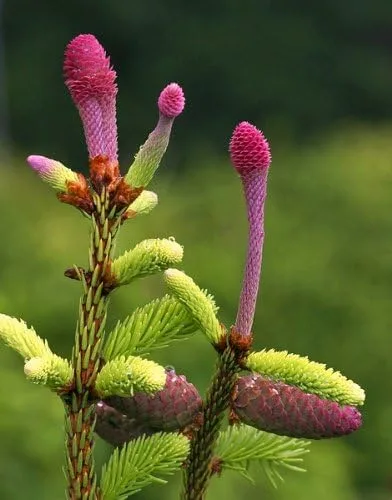 Miniatura 3 de Acrocona Norway Spruce 1 - Año Árbol vivo