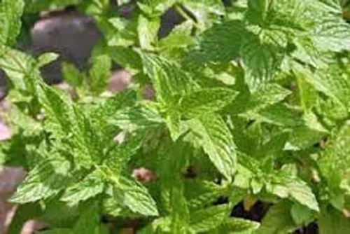 Miniatura 4 de Semillas de menta, semillas herbáceas herbáceas, sin OMG, 100 semillas de menta, deliciosas