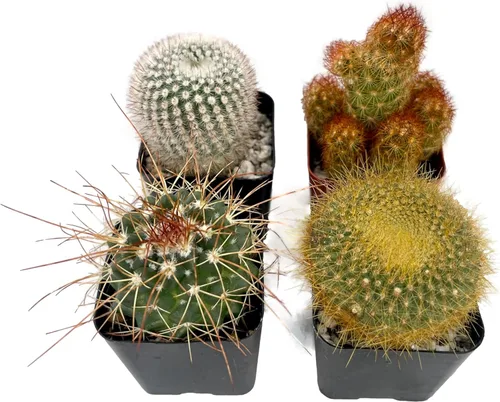 Miniatura 2 de Fatplants - Mini plantas de cactus vivas (paquete de 4), plantas de cactus de interior, plantas de cactus vivos, decoración de cactus vivos, plantas