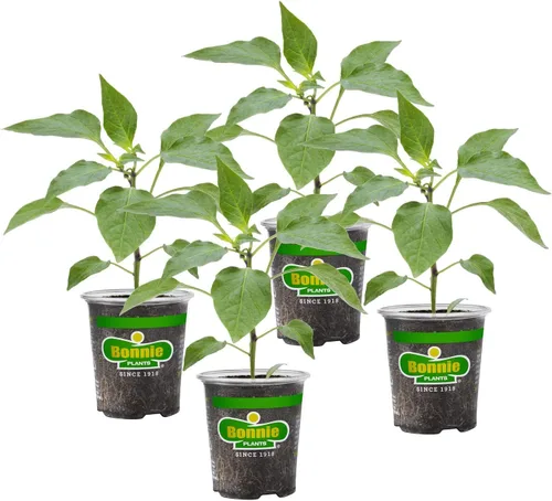 Bonnie Plants Plantas vegetales vivos de pimiento amarillo, paquete de 4, sin transgénicos, 2 plantas de 3 pies, 4.5 x 4 pulgadas, tamaño de pimienta