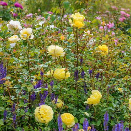 Miniatura 7 de Rosas arbustivas inglesas de reliquia, planta de raíz propia viva para jardín al aire libre, esposa del poeta, excepcionalmente fragantes, zonas