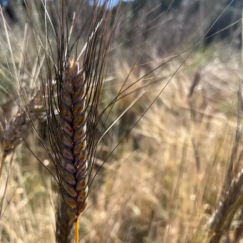 Miniatura 2 de Plant Good Seed Semillas orgánicas de trigo de primavera de águila negra, paquete de 175, semillas tradicionales para plantar granos, verduras