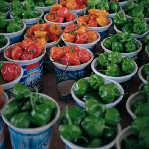 Miniatura 3 de Salsa picante de pimienta Rapture Escorpión de Trinidad.