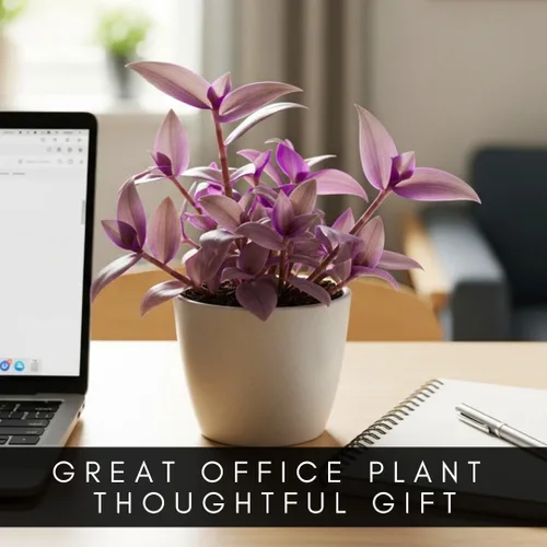 Miniatura 6 de 2 esquejes de judío errante de Puma pálido para cultivar - Esquejes de Tradescantia Pallida - Planta púrpura y lavanda - Planta de interior fácil