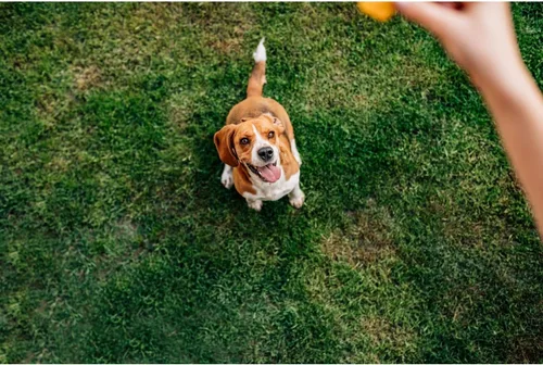 Miniatura 6 de Chip's Naturals Trocitos de Pollo para Perros Grandes 15 onzas Totalmente Naturales Altos en Proteínas Bajos en Calorías Golosinas Saludables