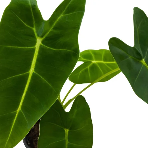Miniatura 4 de BubbleBlooms Terciopelo verde, Alocasia Frydek, Micholitziana en una maceta de 4 pulgadas