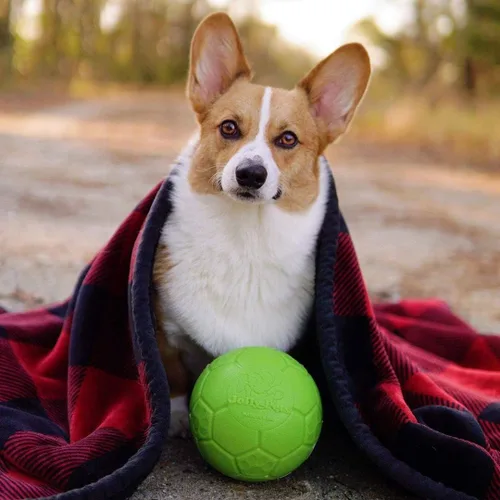 Miniatura 2 de Juguete para perros Jolly Pets - Pelota de fútbol flotante y rebotadora mediana, 6 pulgadas de diámetro, verde manzana (SB06 GR)
