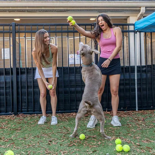 Miniatura 7 de INSUM Bulk Tennis Balls for Beginner – 12 Pack High Elasticity Practice Tennis Balls with Mesh Bag, Suit for Pet Dog Training, Fetching Amarillo-N