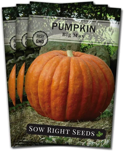Sow Right Seeds - Semillas de calabaza Big Max para plantar - Paquete de reliquia sin OMG con instrucciones para plantar un huerto casero - Variedad