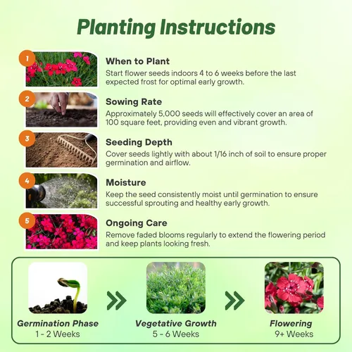 Miniatura 7 de Outsidepride Deltoides Maiden - Semillas de Dianthus rosa para plantar, 5000 unidades, semillas de flores perennes resistentes y fáciles de cultivar