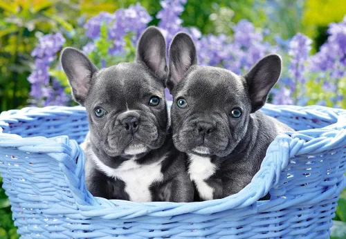 Miniatura 3 de Castorland CSC104246 - Rompecabezas de cachorros de bulldog francés, 1000 piezas, multicolor