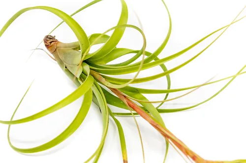 Miniatura 3 de Air Plant Shop Tillandsia Roland Gosselini - Paquete de 5 plantas suculentas vivas para el hogar y el jardín, plantas de interior y exterior