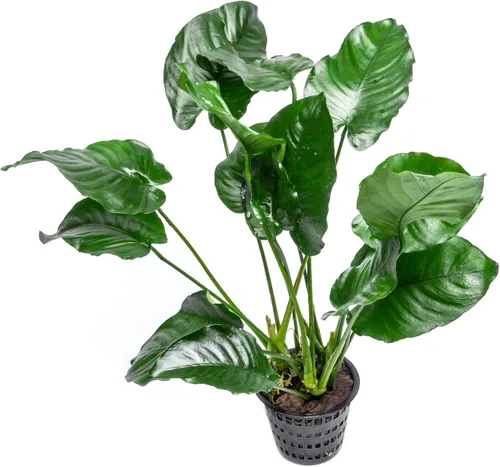 Miniatura 31 de SubstrateSource Plantas vivas – Anubias Hastifolia (Anubias hastifolia) – Luz baja a moderada, hojas en forma de flecha de color verde medio a