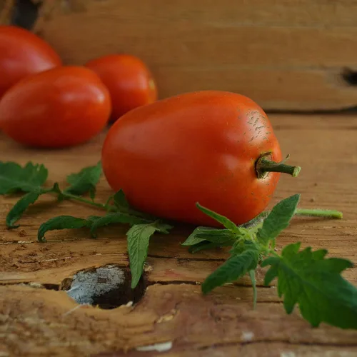 Miniatura 4 de Amish Pasta de tomate – 50 semillas – Variedad de tomate Amish de reliquia, súper para salsa y conserva, semillas de tomate tradicionales cultivadas