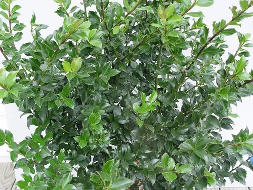 Miniatura 2 de Ilex X meserveae 'Blue Princess' (Blue Holly) Perenne, #2 - Tamaño Contenedor
