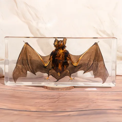 Miniatura 9 de Especímenes de murciélago reales, especímenes de animales de resina, cráneos de animales, peculiaridades, biología, para entusiastas de muestras