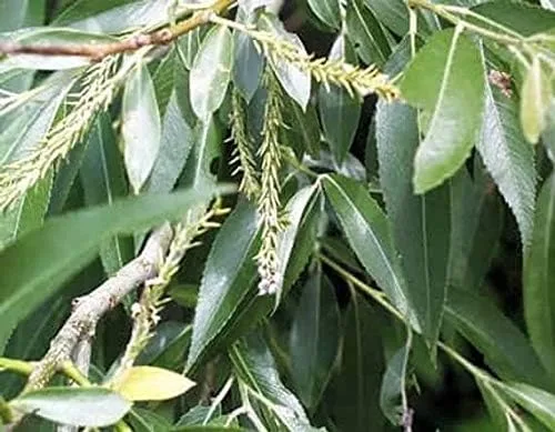 Miniatura 3 de Árbol bonsái de sauce negro, raíz gruesa de tronco, corte de árbol bonsái vivo para interiores o exteriores, obtén un bonsái de aspecto maduro