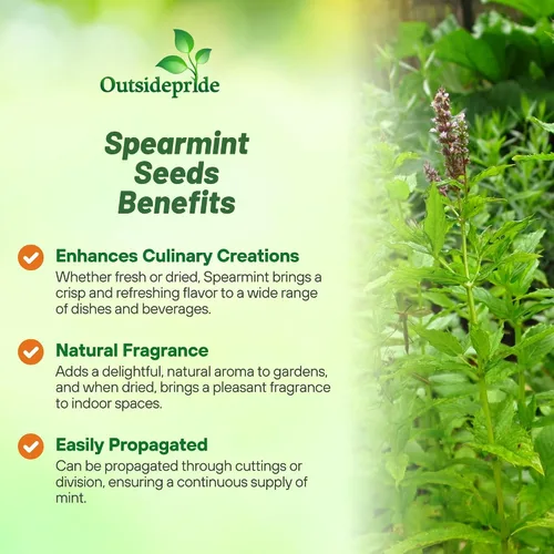 Miniatura 3 de Outsidepride Semillas de menta verde – 10,000 piezas de semillas de hierbas de menta perennes, aromáticas, fáciles de cultivar para plantar