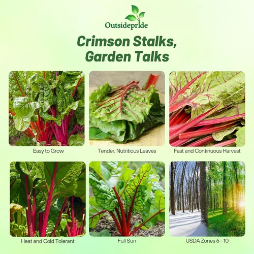 Miniatura 2 de Outsidepride Semillas de acelgas rojas para plantar verduras y microverdes, 1000 piezas de semillas vegetales bienales vibrantes, sabrosas