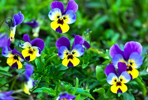Miniatura 4 de Semillas Viola Tricolor Seed Mix 40+ Semillas para cultivar Viola Johnny Jump-up Mix Primavera o en climas templados Plantación de otoño