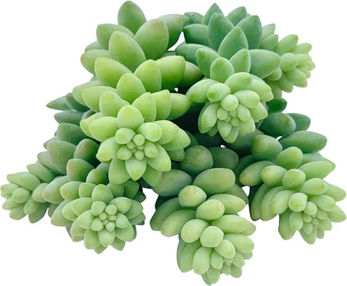 Miniatura 2 de Tallos de Suculentas Vivas (3 Sedum Morganianum Colas de Burro), Plantas Suculentas Vivas, Planta Suculenta SIN Raíces, Plantas de Casa Vivas