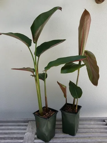 Heliconia Rostrata 'Garra de langosta colgante/ave del paraíso' Planta viva cultivando rizoma tropical
