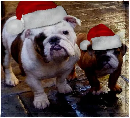 3dRose English Bulldog Christmas Wearing Santa Hats 11x12 Wash Cloth for Face and Body