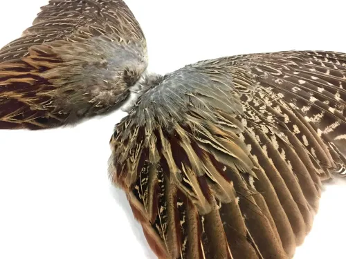Miniatura 3 de 1 par - Juego de plumas de gallo de faisán natural (izquierda y derecha) para entrenamiento de perros