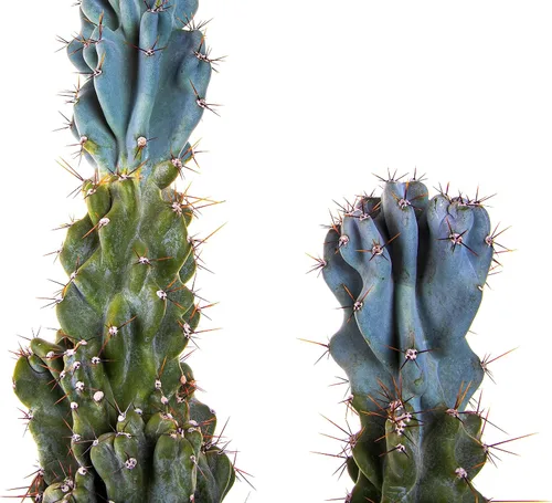 Miniatura 6 de Cactus Outlet - Curiosity - Plantas de cactus vivas, plantas vivas para uso en interiores y exteriores, cactus vivos, 12 a 18 pulgadas, cactus vivos