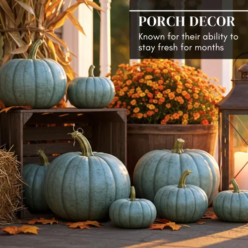 Miniatura 5 de Semillas de calabaza azul Queensland Paquete de 10 semillas Fácil de cultivar