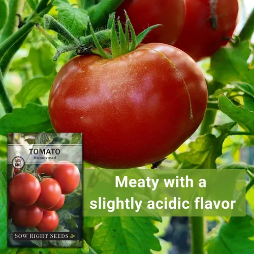 Miniatura 5 de Sow Right Seeds - Semillas de tomate Homestead para plantar - Paquete de reliquia sin OMG con instrucciones para plantar un huerto casero - Variedad