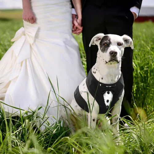 Miniatura 4 de Kuoser Arnés de esmoquin para perro, arnés ajustable para mascotas sin tirones para perros pequeños y medianos, traje de boda para perros con Negro