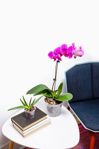 Miniatura 4 de rePotme Fertilizante para Orquídeas - ¡Aliméntame! Fertilizante para Orquídeas MSU - Agua RO/Lluvia/Grifo - Frasco de 16 oz