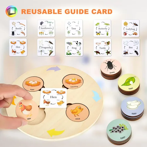 Miniatura 4 de Juguetes de ciclo de vida para niños, kits educativos de ciencia, juguetes Montessori para niños de 3, 4, 5, 6 años en adelante, aprendizaje