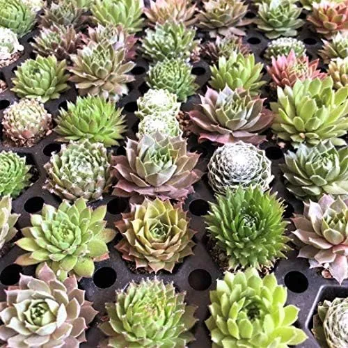 Mini Succulent Bulk Plugs 9 Dozen Live Succulent Plants Sempervivum Hens Chicks Hardy Succulent Fairy Garden Wedding Favor Party Favor 108 Pack
