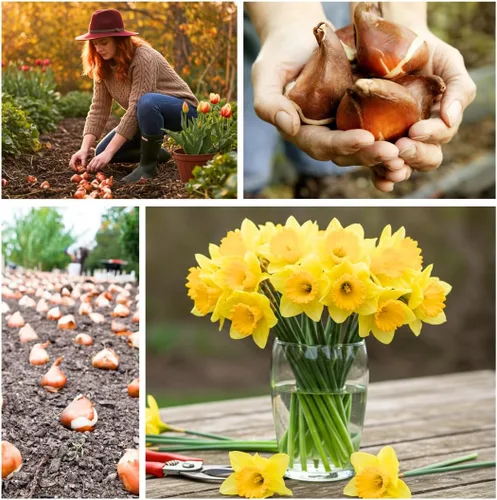 Miniatura 5 de 5 bulbos amarillos de narciso, flores gigantes grandes de narciso, fáciles de cultivar, bulbos de plantación de otoño para flores vibrantes