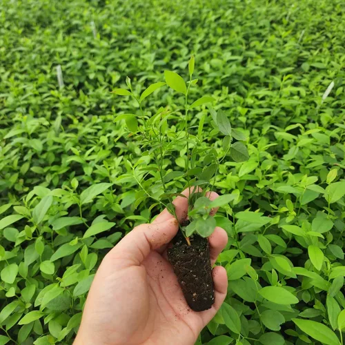 Miniatura 2 de Planta de Arándano Rosa Limón Viva en venta (Paquete de 4) Plantas fáciles de cultivar Planta de fruta comestible para vida sostenible Cultiva