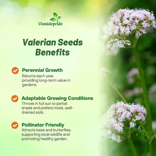 Miniatura 3 de Outsidepride Semillas de valeriana – 5000 piezas. Perenne, resistente, de bajo mantenimiento y fácil de cultivar, semillas de hierbas para plantar