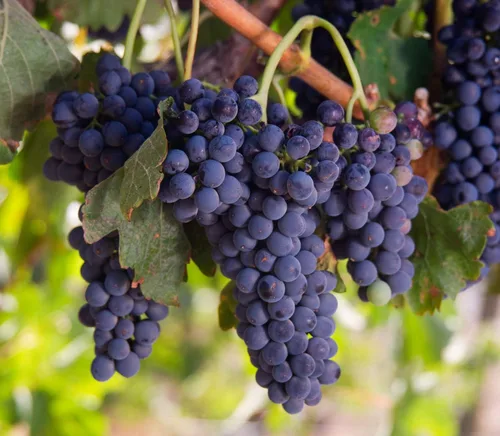Miniatura 6 de Pasas orgánicas de California, X libras – Thompson Seedless Select, secado al sol, sin OMG, Kosher, sin sulfuro, a granel, ligeramente recubierto