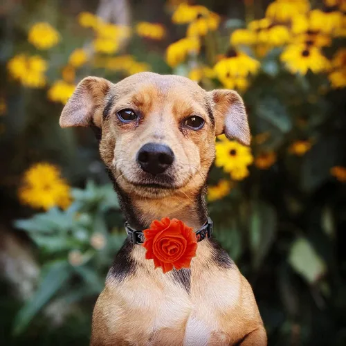 Miniatura 7 de Collar de perro de Halloween con flor desmontable, collar de calabaza de araña para mascotas pequeñas y cachorros