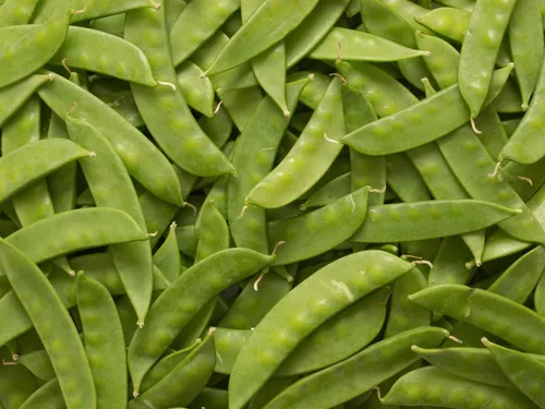 Miniatura 7 de Earthcare Seeds Pea Oregon Sugar Pod II Snow Pea 50 semillas (Pisum sativum) reliquia - Polinizado abierto