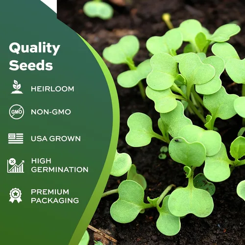 Miniatura 4 de 1000 semillas Pak Choi para plantar, 0.11 onzas (0.11 onzas), tallo blanco, semillas de vegetales tradicionales sin OMG para plantar, también