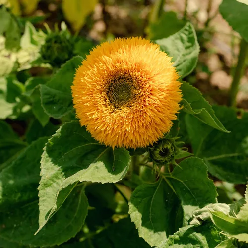 Miniatura 4 de Plant Good Seed Semillas de girasol orgánicas Double Goldy F1 – Paquete de 50, semillas tradicionales para plantar flores, suministros