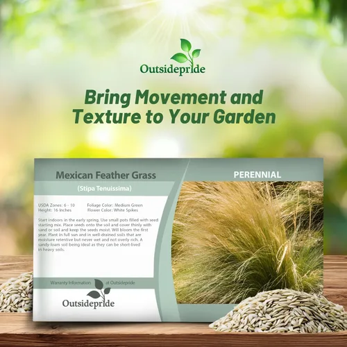 Miniatura 4 de Outsidepride - 1000 semillas de la hierba ornamental perenne esparto (Stipa tenuissima [Mexican Feather] para sembrar